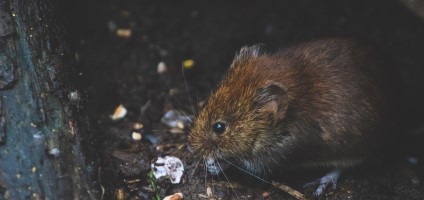 Conservation Conservation