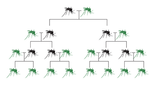 What are gene drives