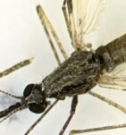 A new WHO initiative takes aim at Anopheles stephensi