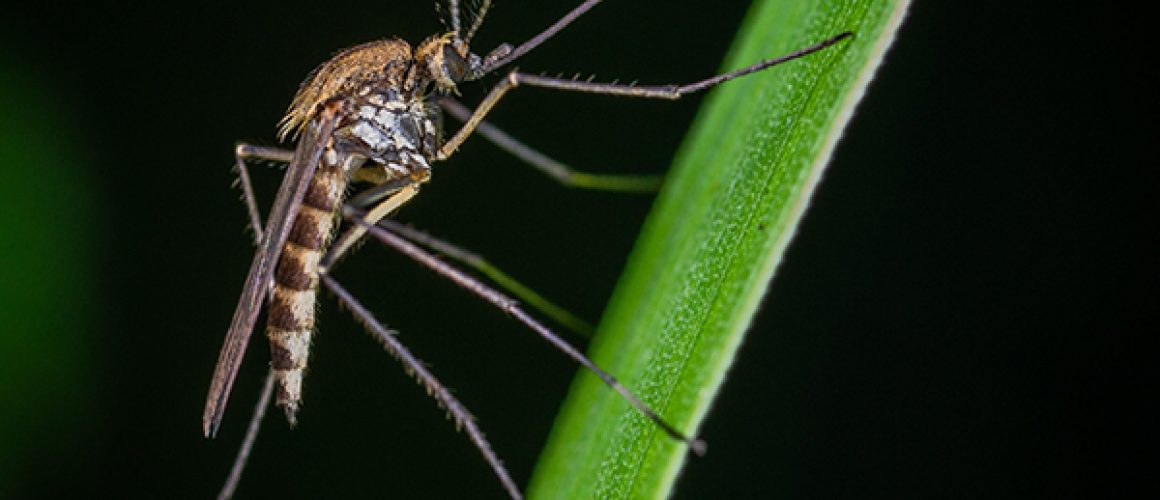 Modifying mosquitoes to suppress disease transmission