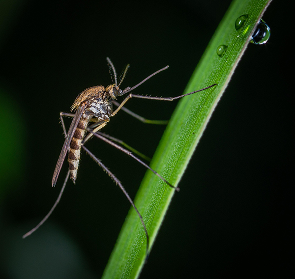Modifying mosquitoes to suppress disease transmission
